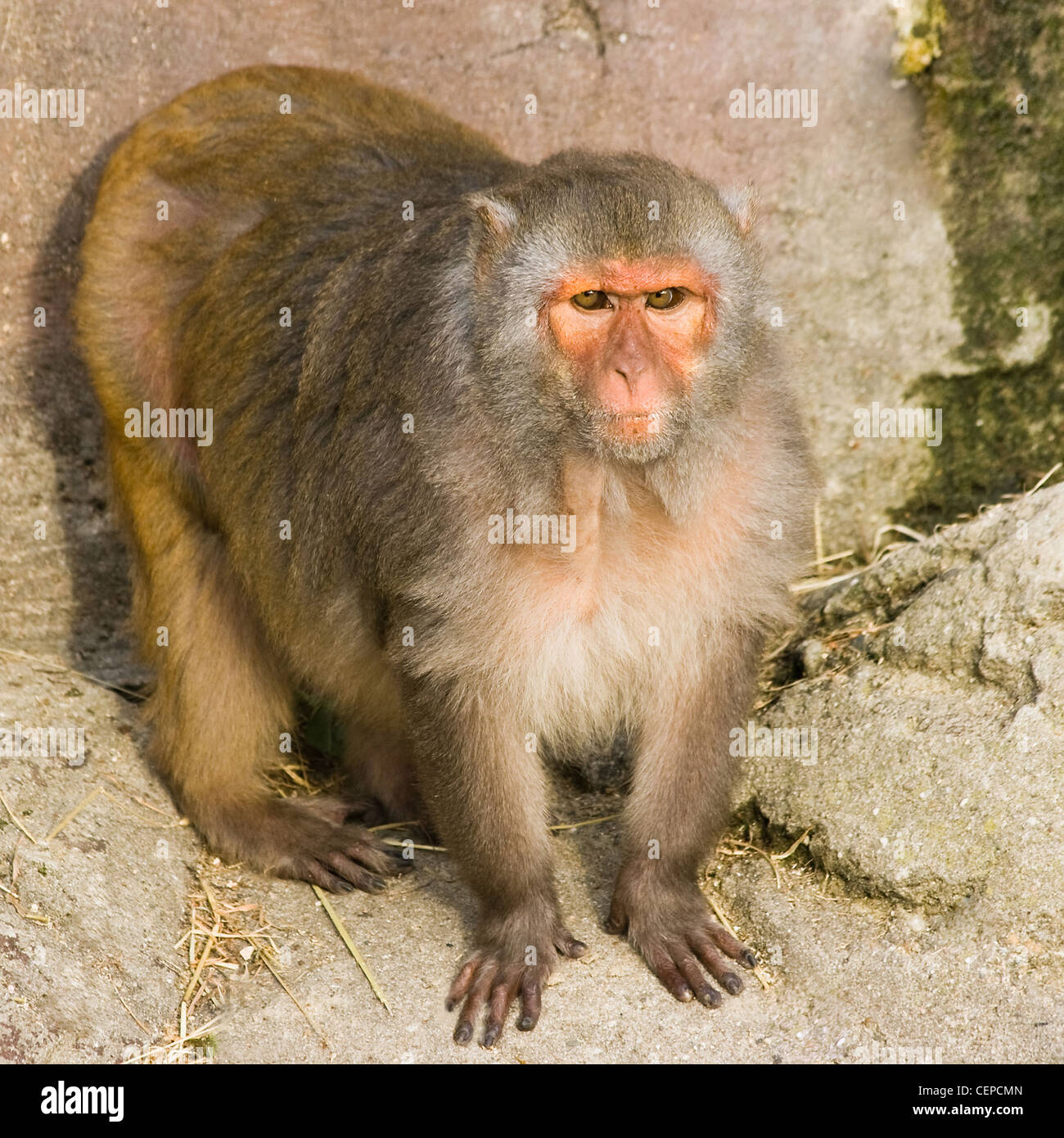 Scimmia Rhesus e permanente fissando - piazza immagine ritagliata Foto Stock
