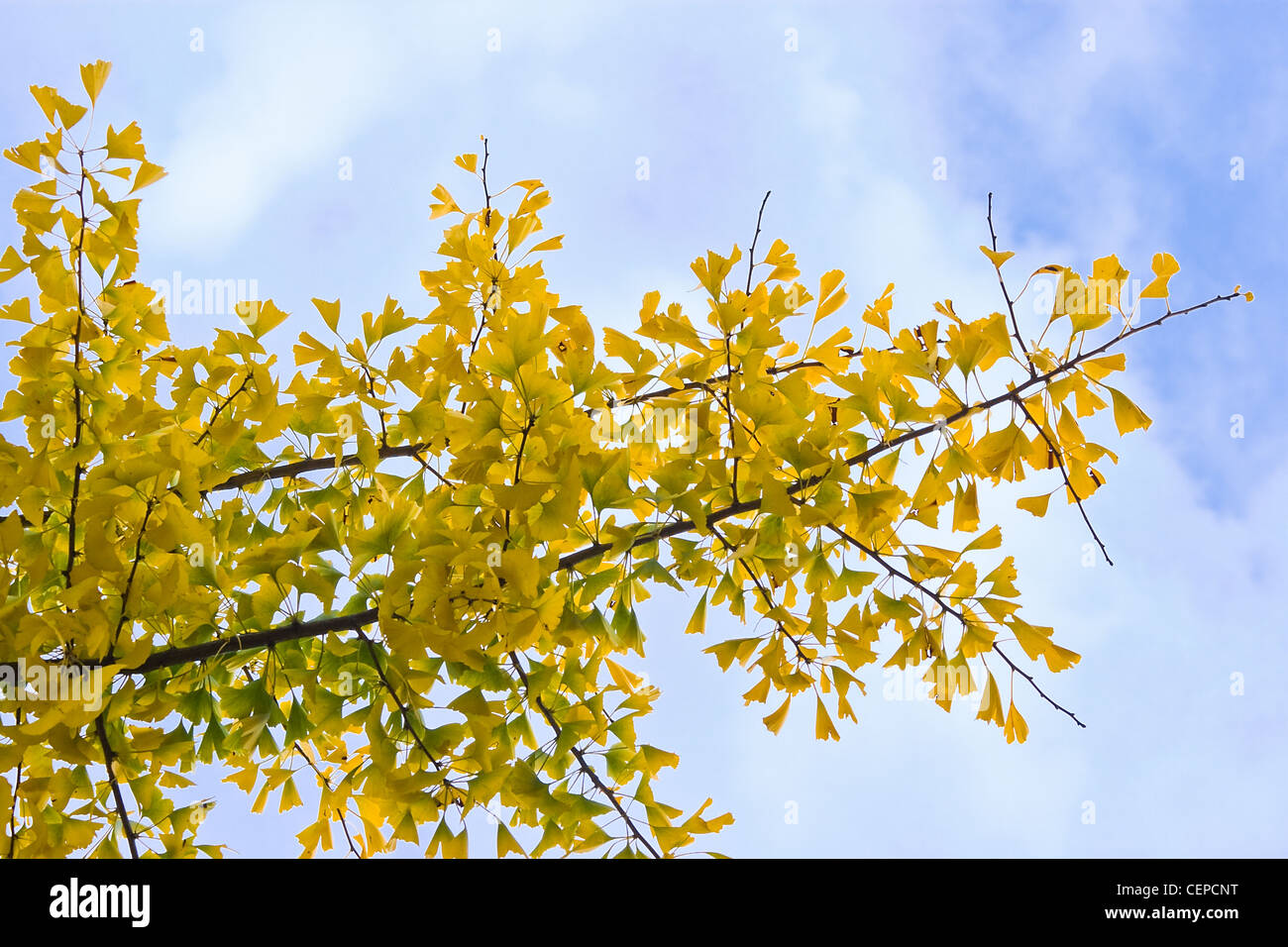 Giallo autunno di foglie di Ginkgo biloba tree con cielo blu sullo sfondo Foto Stock
