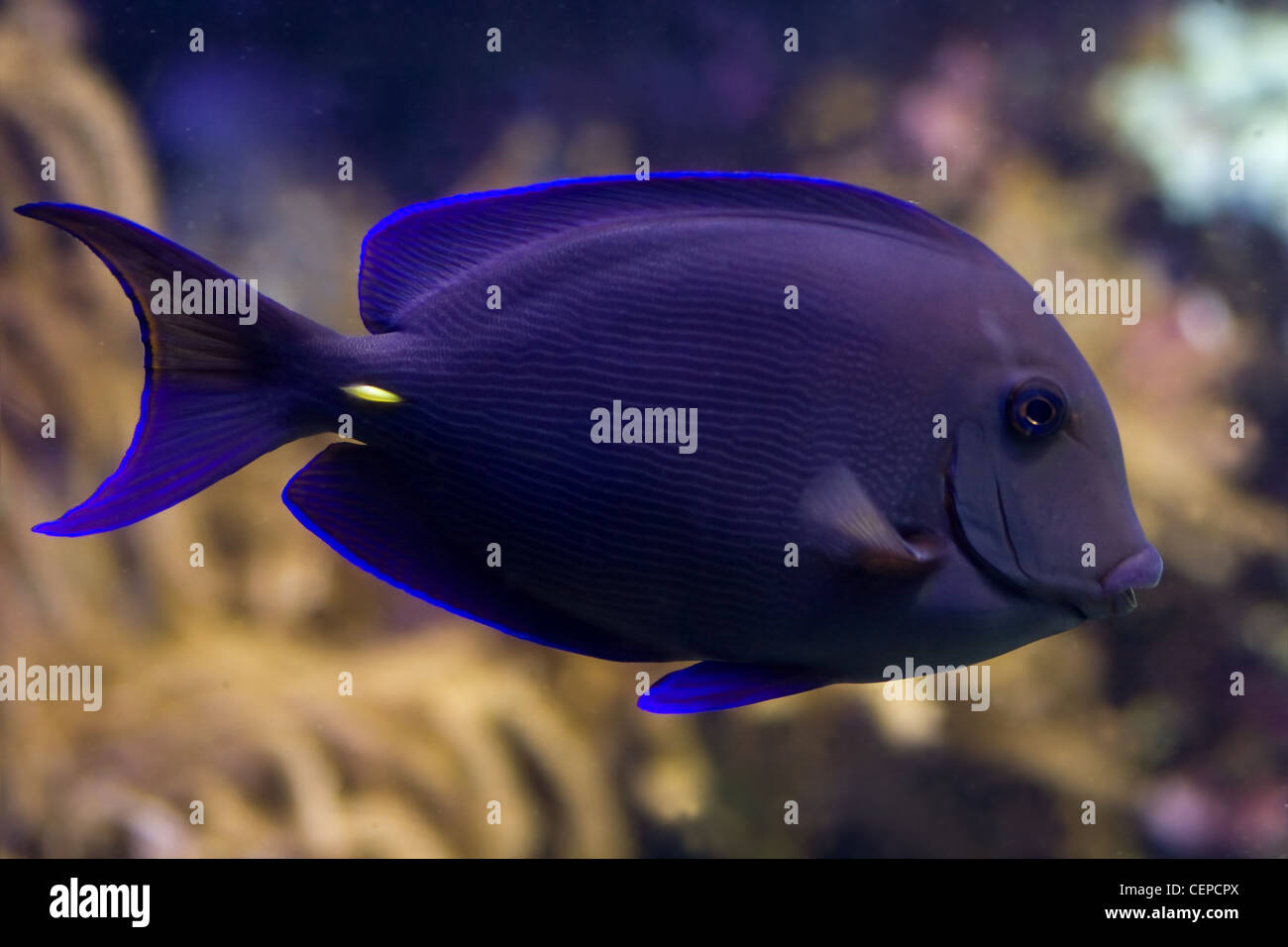 Surgeonfish, tropicale pesci corallo con corallo in background Foto Stock