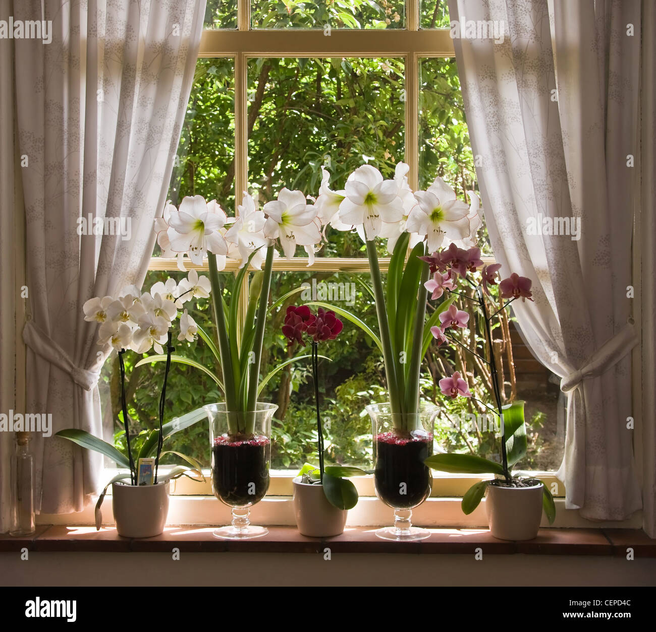 Orchidee e fiori amaryllis in decorazioni vecchia finestra sulla mattina di sole Foto Stock