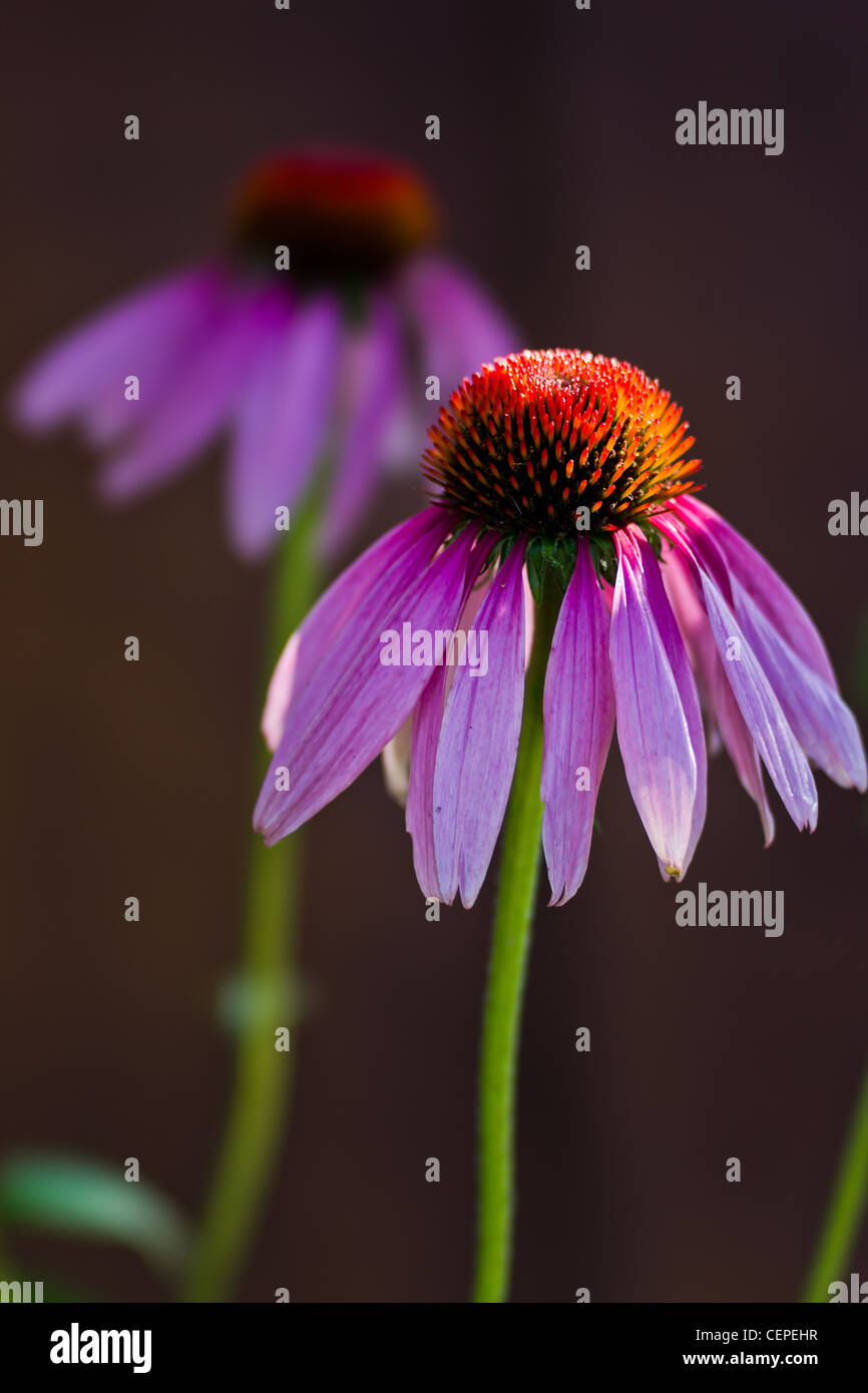 Echinacea purpurea, o viola coneflower Foto Stock