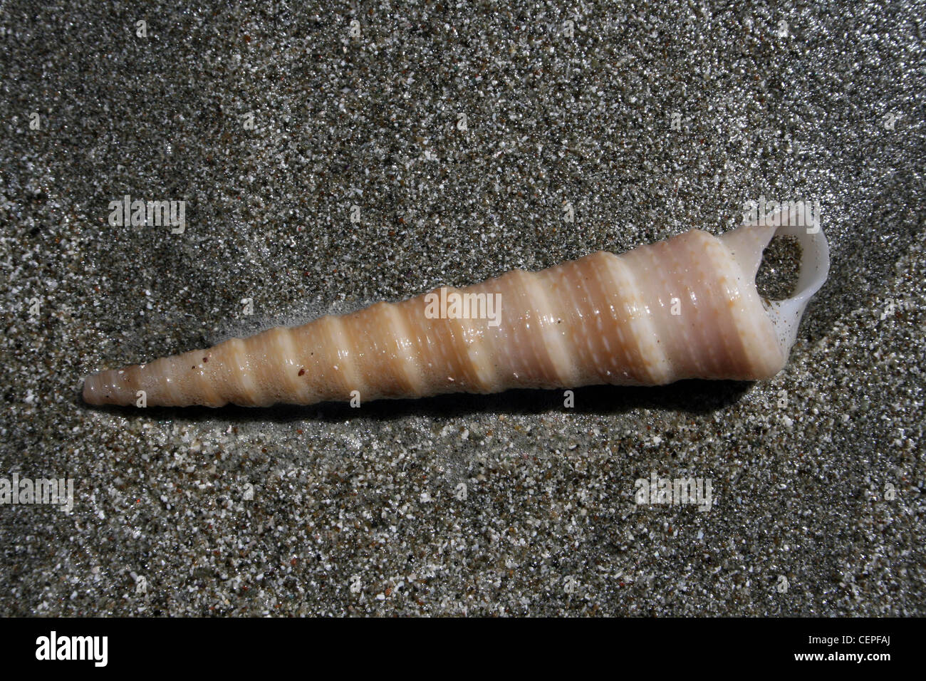Vite Turritella Shell sp. Sulla spiaggia di te al Parco Nazionale di Manuel Antonio, Costa Rica Foto Stock