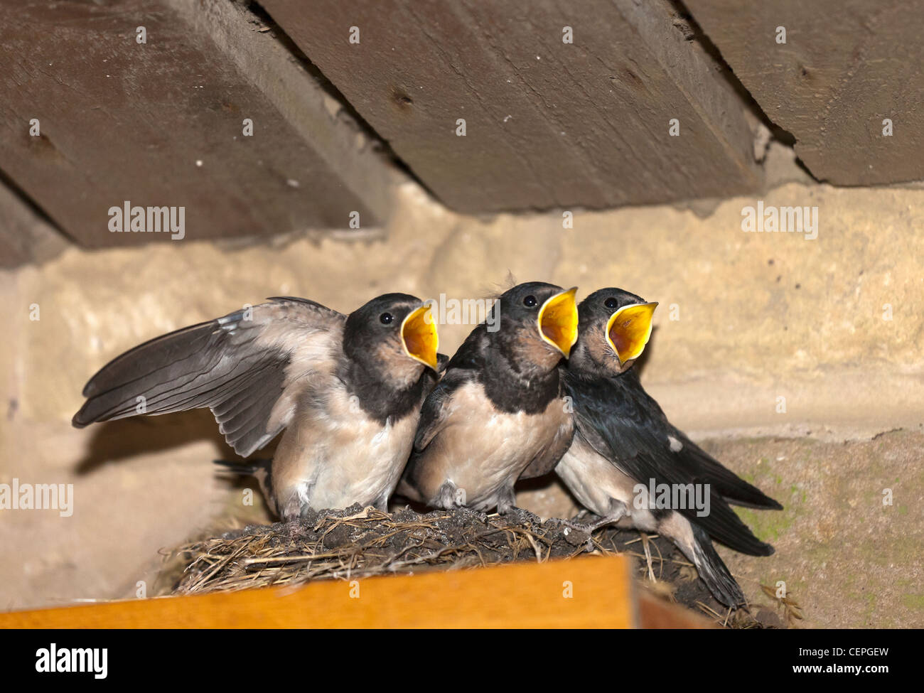 Tre uccelli Baby in un nido con bocca aperta; northumberland, Inghilterra Foto Stock