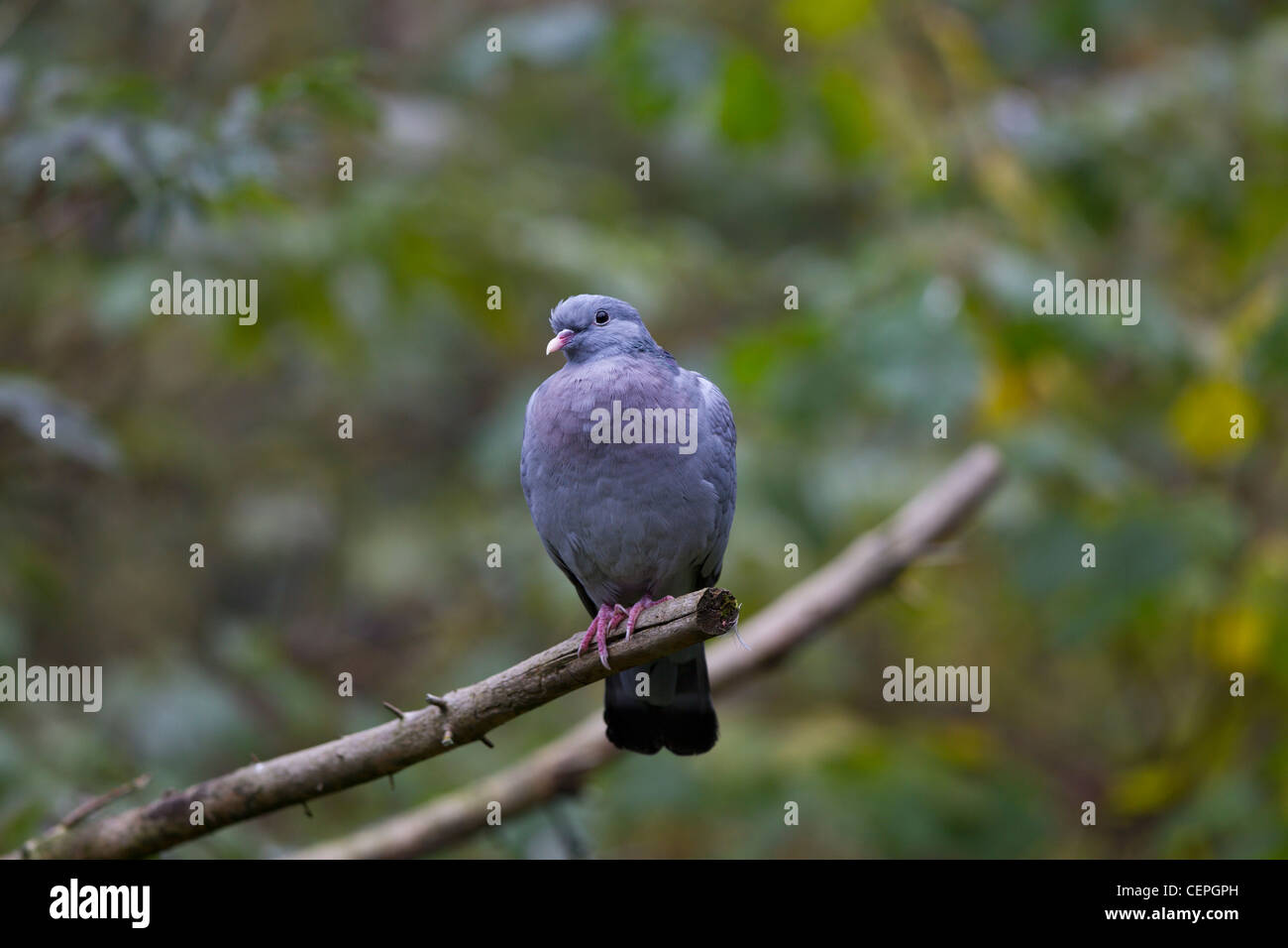 Columba oenas Hohltaube Stock Stock Colomba Pigeon Foto Stock