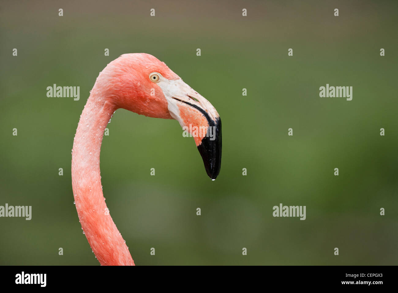 American Flamingo (Phoenicopterus ruber), Slimbridge, Gloucestershire, Regno Unito Foto Stock