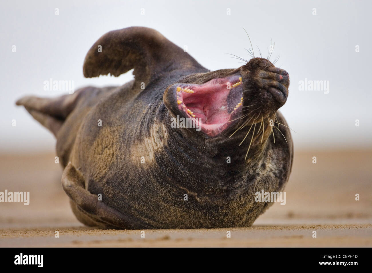 La guarnizione {Halichoerus grypus) sbadigli sulla spiaggia, Donna Nook, Lincolnshire, Regno Unito Foto Stock