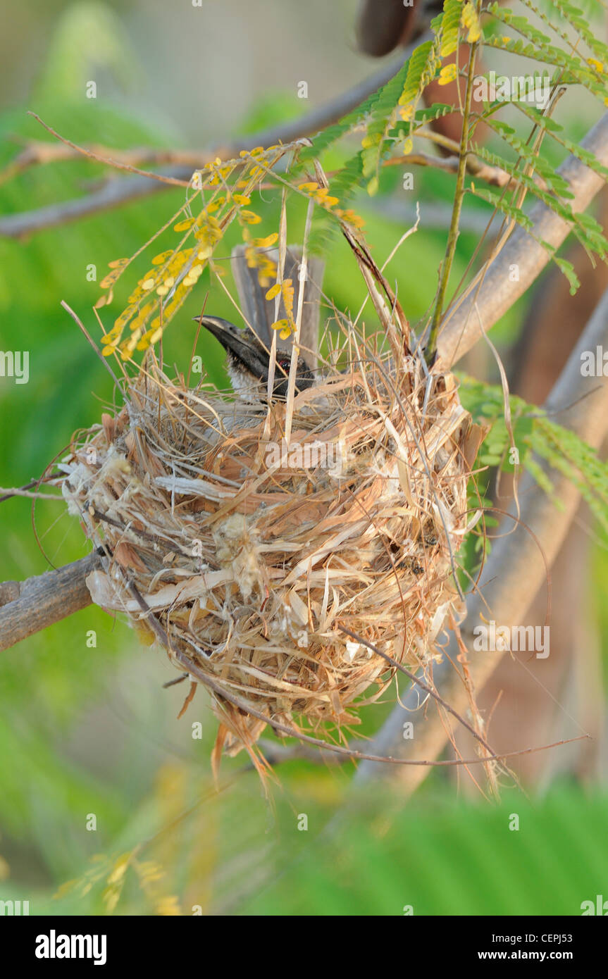 Noisy Friarbird Filemone corniculatus sul nido fotografato nel Queensland, Australia Foto Stock