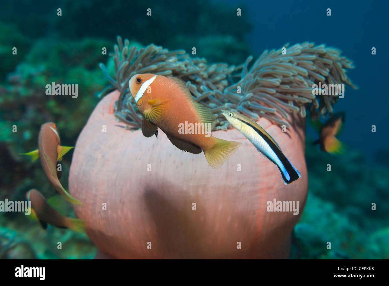 Maldive Anemonefish pulite mediante pulizia Wrasse, Amphiprion nigripes, Labroides dimidiatus, Baa Atoll, Oceano Indiano, Maldive Foto Stock
