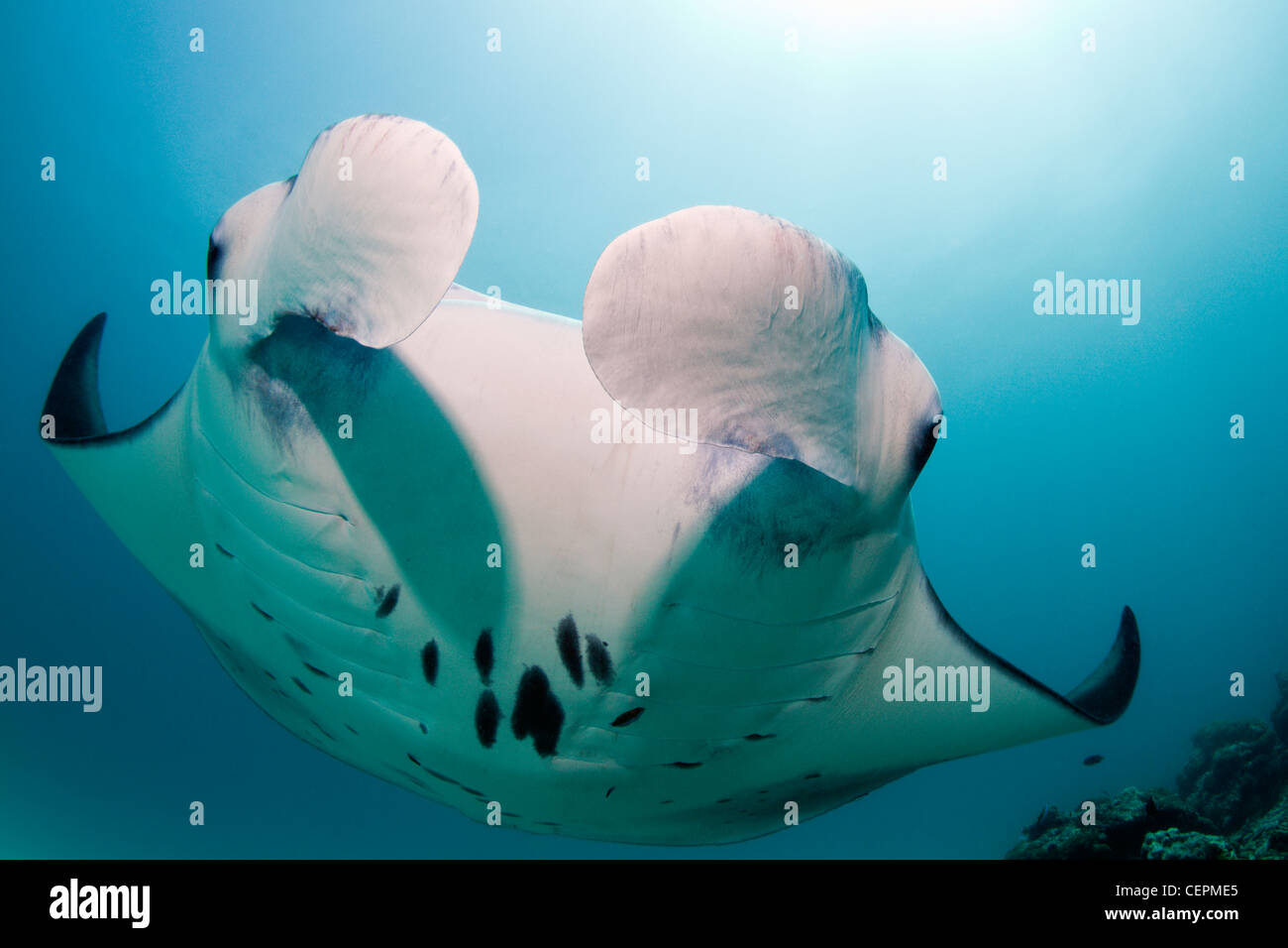 Manta, Manta birostris, Hanifaru Bay, Baa Atoll, Maldive Foto Stock