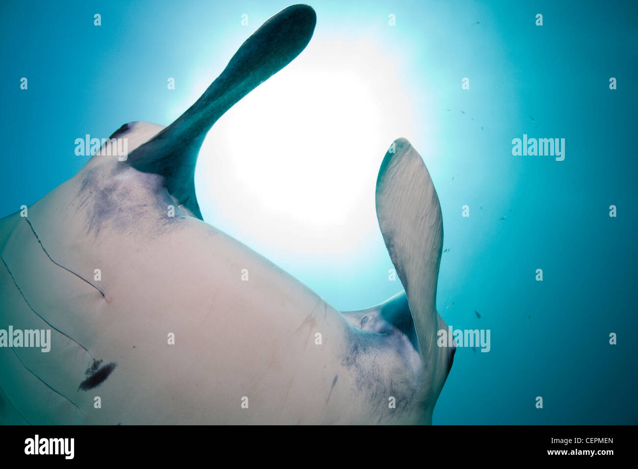 Manta, Manta birostris, Hanifaru Bay, Baa Atoll, Maldive Foto Stock