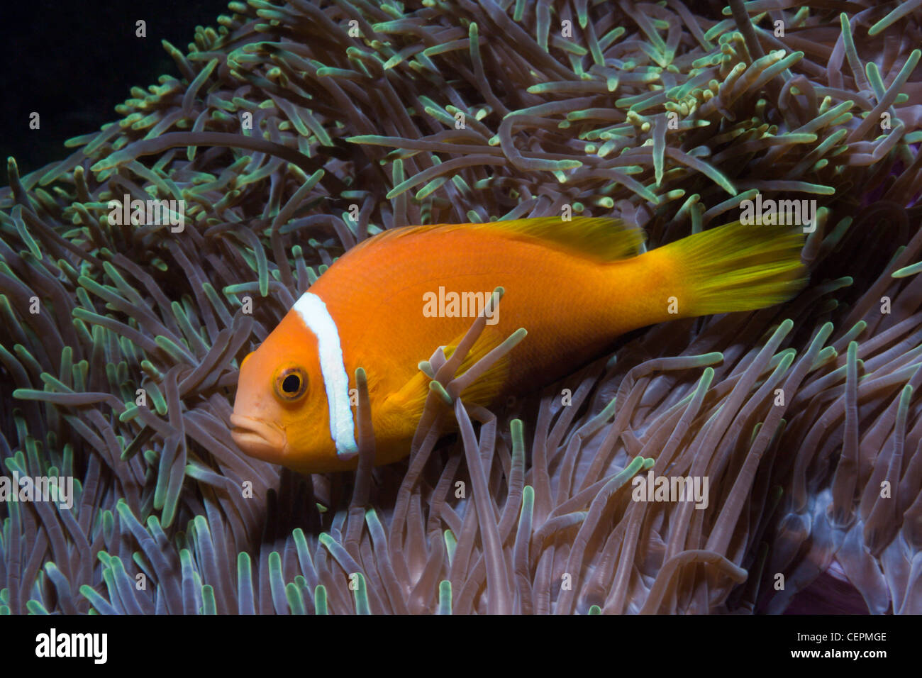 Maldive Anemonefish nel magnifico mare Anemone, Amphiprion nigripes, Heteractis magnifica, Baa Atoll, Oceano Indiano, Maldive Foto Stock