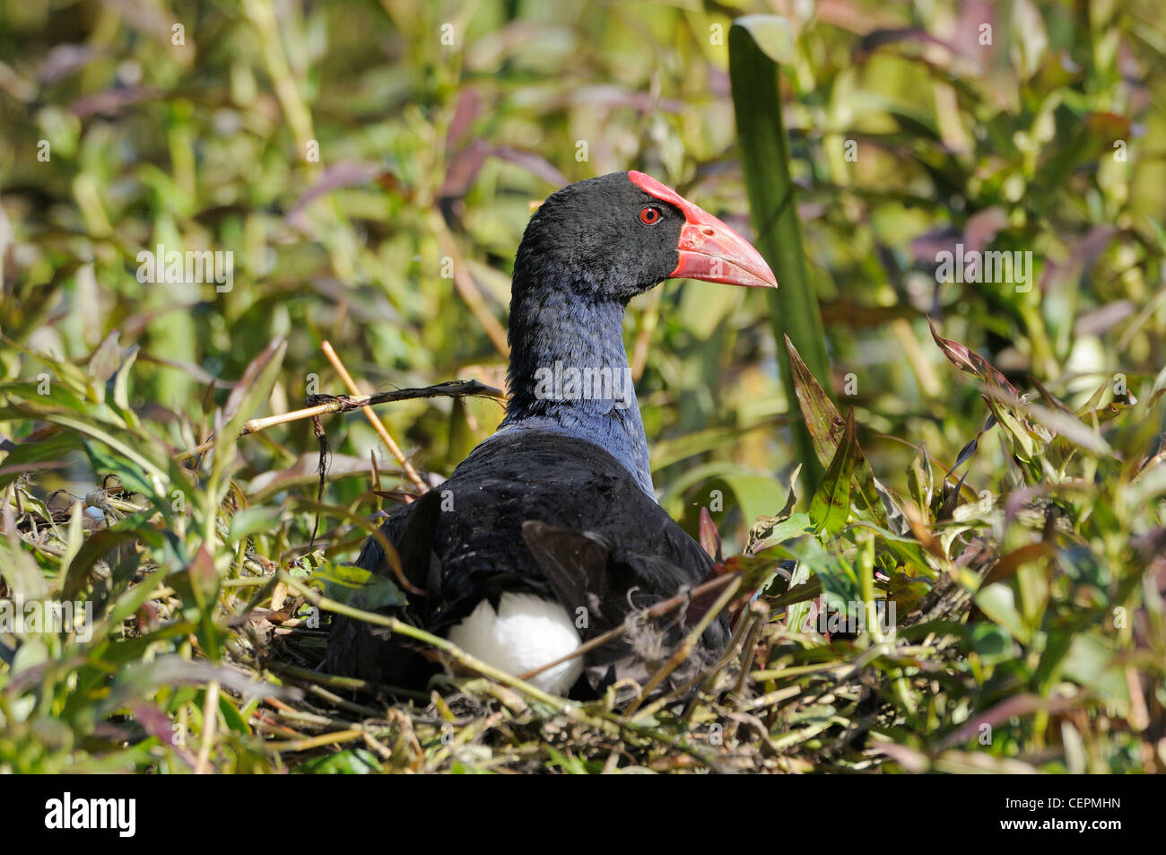 Purple Swamphen Porphyrio porphyrio sul nido fotografato in Victoria, Australia Foto Stock