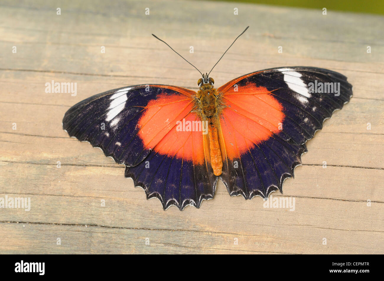 Red Lacewing Cethosia biblis fotografato nel Queensland, Australia Foto Stock