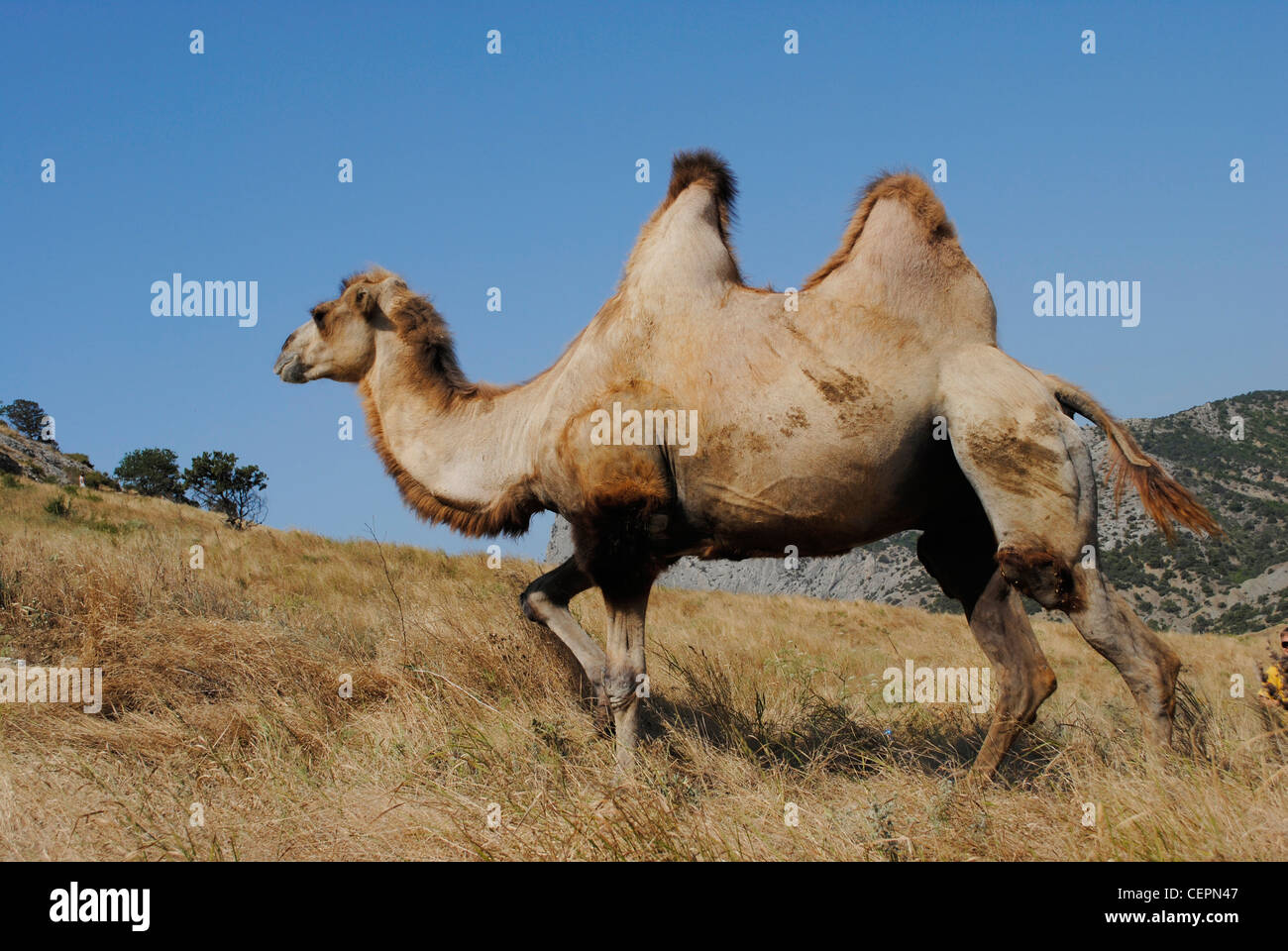 Bactrian Camel (Camelus Bactrianus). Sudak. Repubblica autonoma di Crimea. L'Ucraina. Foto Stock