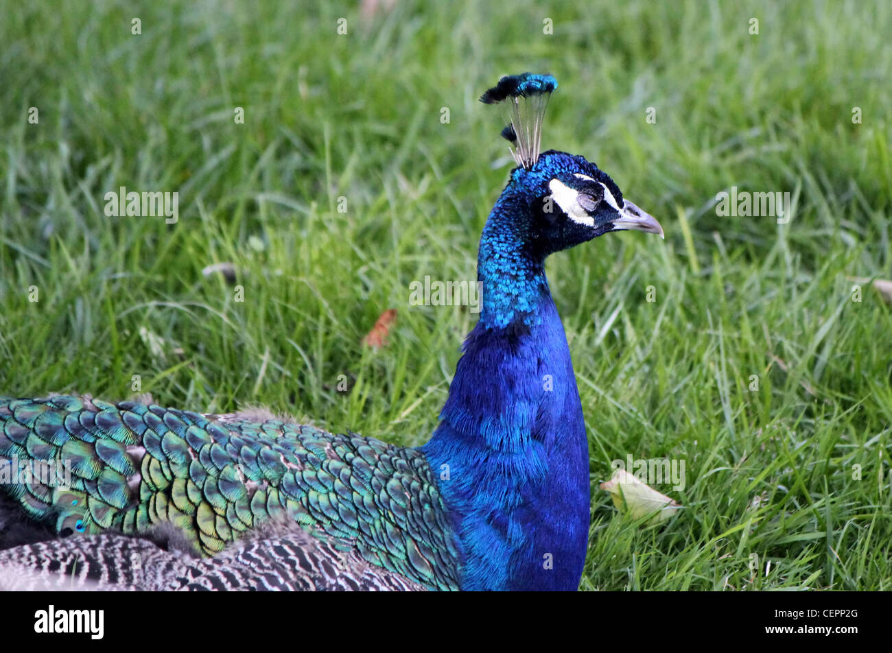 Testa di un orgoglioso blue peacock camminando in erba Foto Stock