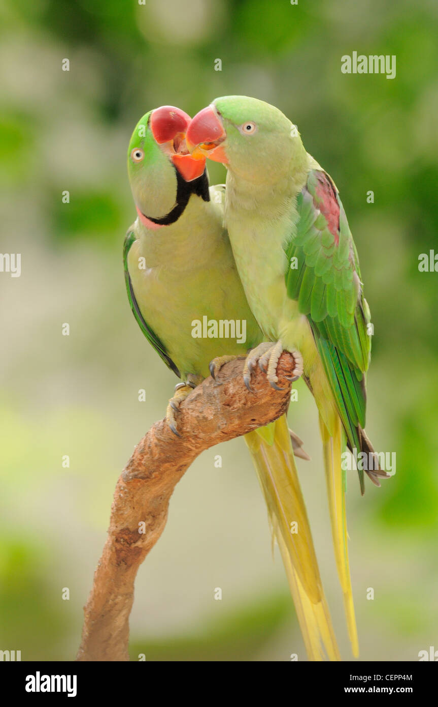 Indian Ringneck Parrot Psittacula krameri manillensis maschio e femmina captive Foto Stock