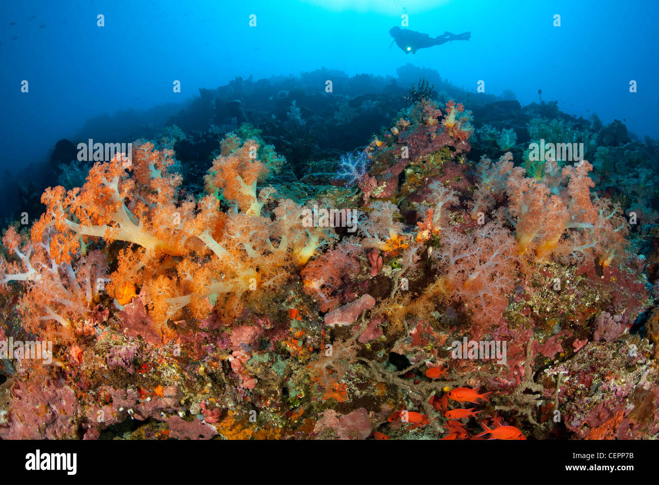 Colorati coralli molli, Dendronephthya sp., Halmahera, nelle Molucche, Indonesia Foto Stock