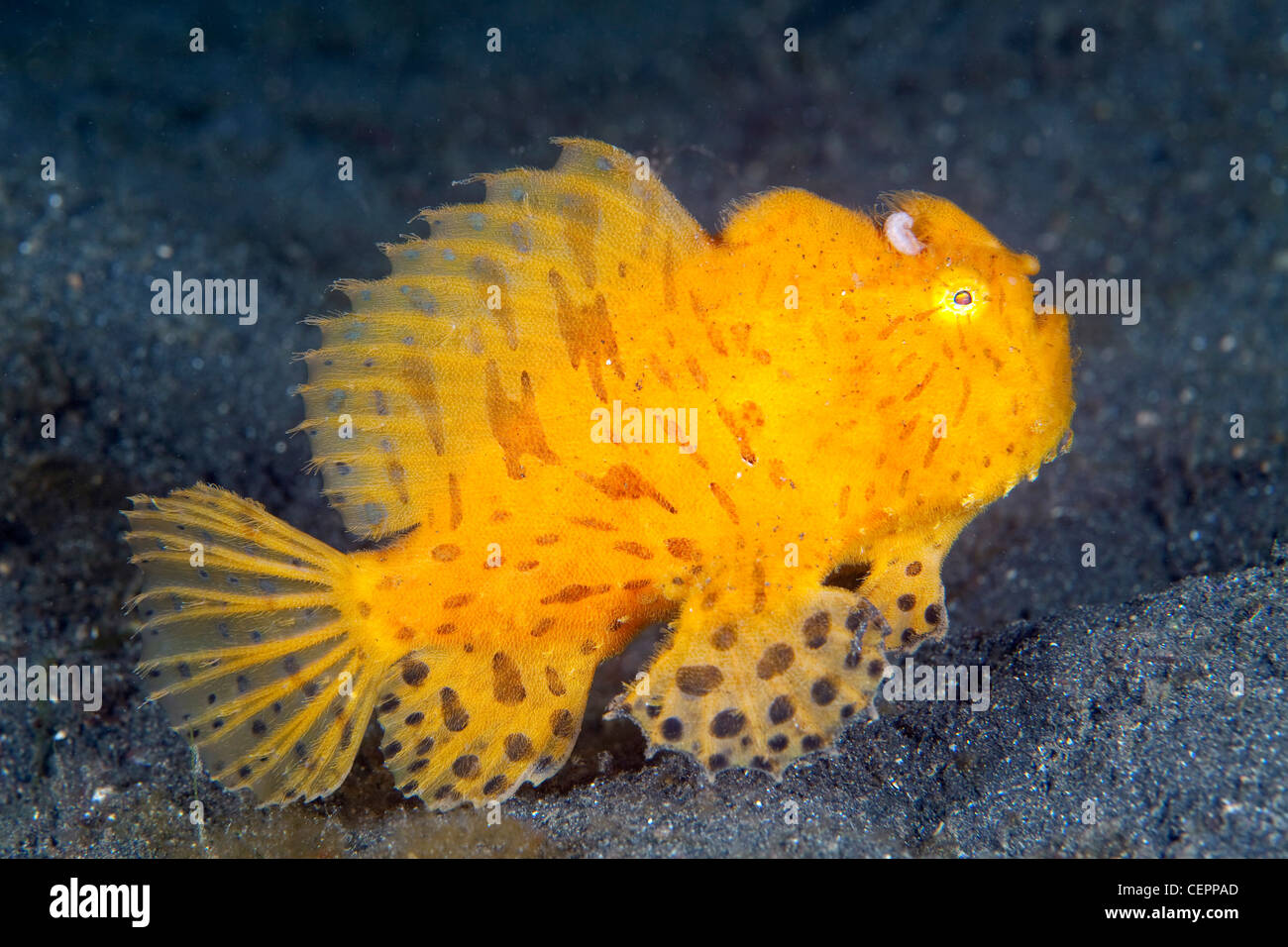 Rana pescatrice striato, Antennarius striatus, Lembeh strait, Sulawesi, Indonesia Foto Stock