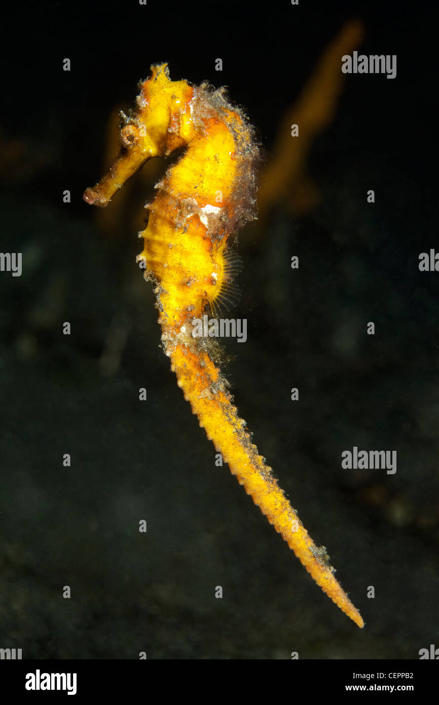 Cavalluccio Marino spinosa, Hippocampus histrix, Lembeh strait, Sulawesi, Indonesia Foto Stock