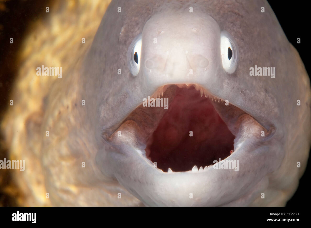 Bianco-eyed Murene, la Siderea thyrsoidea, Lembeh strait, Sulawesi, Indonesia Foto Stock