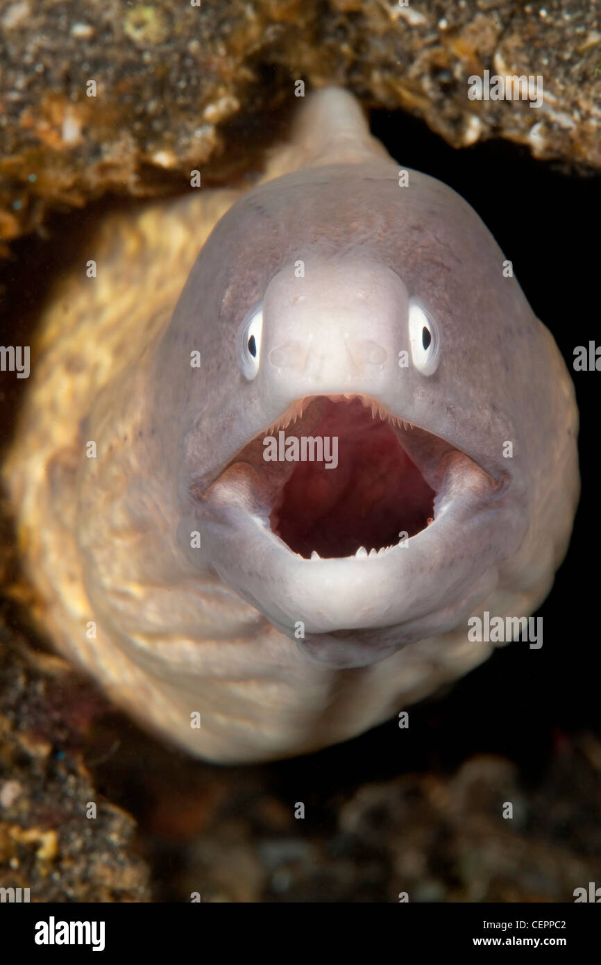 Bianco-eyed Murene, la Siderea thyrsoidea, Lembeh strait, Sulawesi, Indonesia Foto Stock