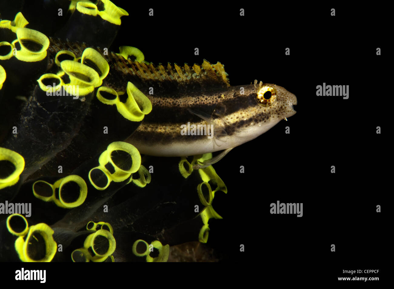 Striped Fangblenny mimic, Petroscirtes breviceps, Lembeh strait, Sulawesi, Indonesia Foto Stock