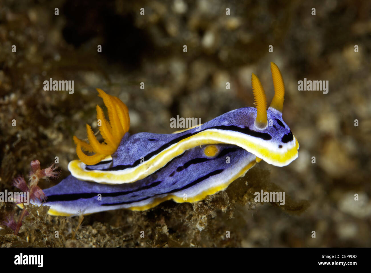 Nudibranch blu, Chromodoris annae, Lembeh strait, Sulawesi, Indonesia Foto Stock