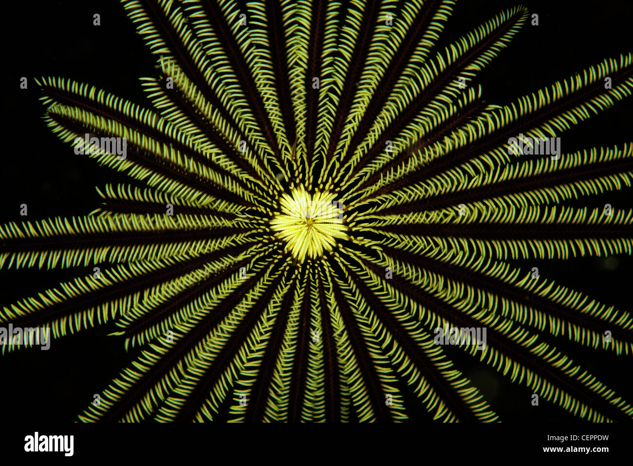 Dettaglio di Crinoide, Comantheria sp., Lembeh strait, Sulawesi, Indonesia Foto Stock