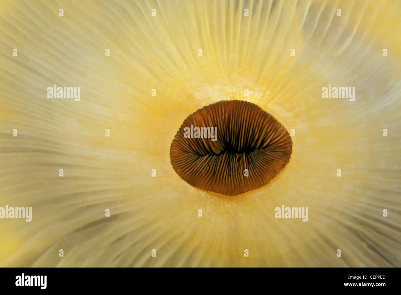 Bocca di Corallimorph Anemone, Pseudocorynactis sp., Lembeh strait, Sulawesi, Indonesia Foto Stock