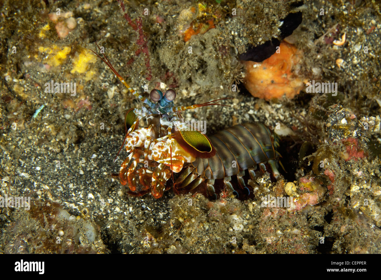 Canocchia Pavone, Odontodactylus scyllarus, Lembeh strait, Sulawesi, Indonesia Foto Stock
