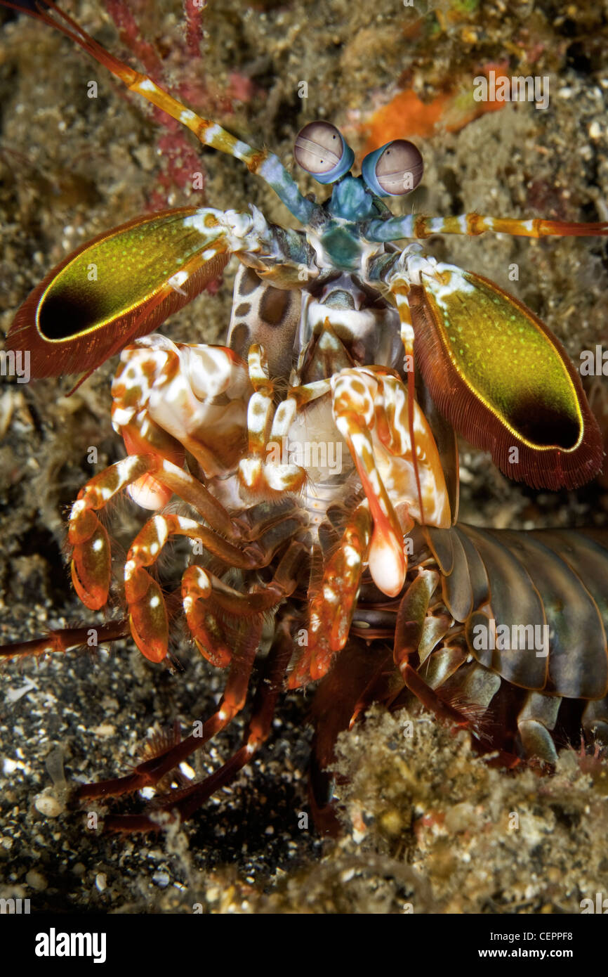 Canocchia Pavone, Odontodactylus scyllarus, Lembeh strait, Sulawesi, Indonesia Foto Stock
