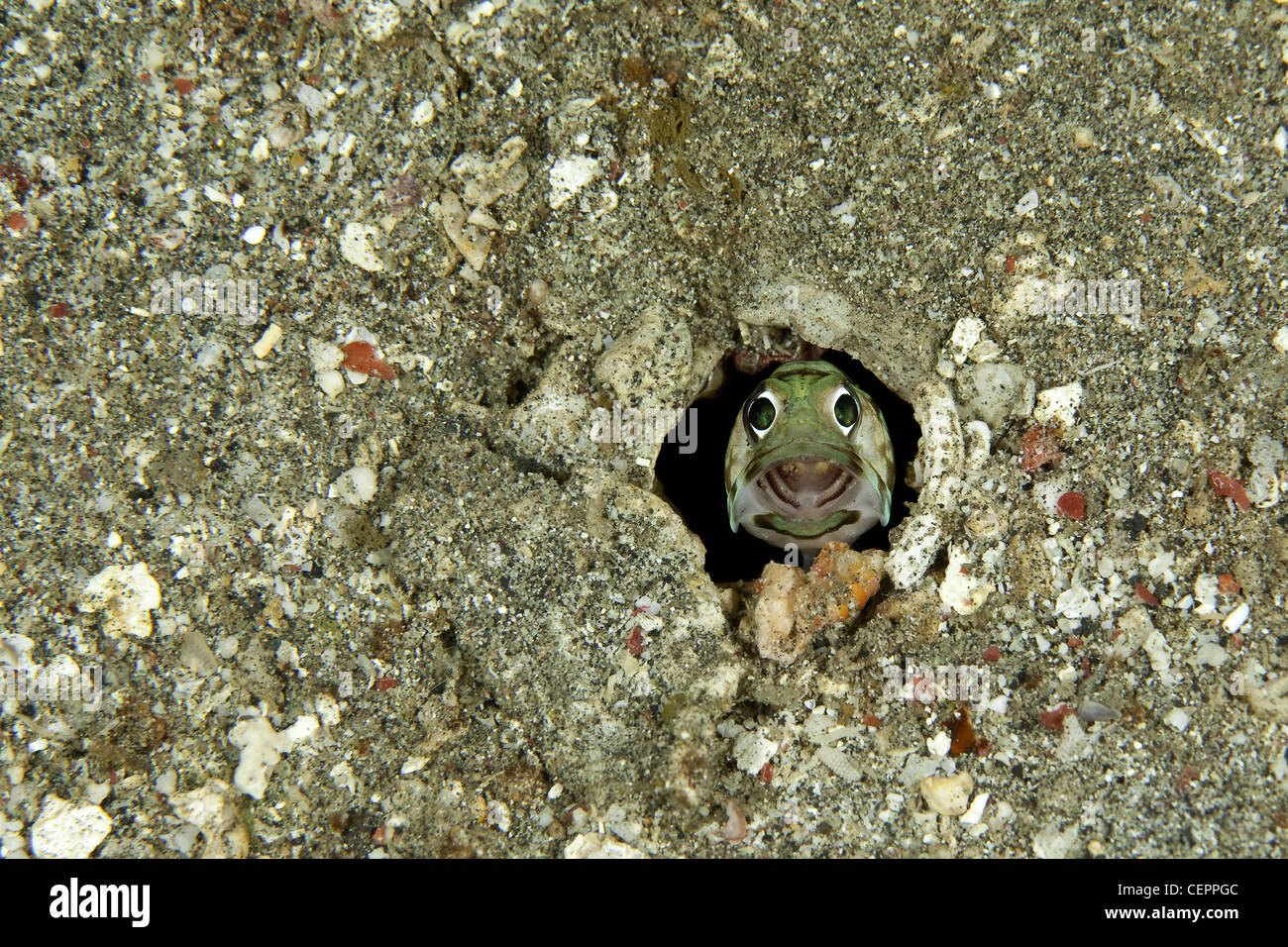 Jawfish nel suo foro, Opistognahus sp., Lembeh strait, Sulawesi, Indonesia Foto Stock