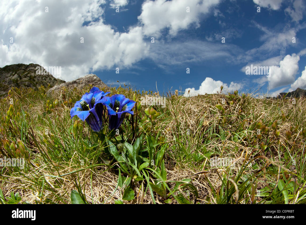 Tromba Genziana, Gentiana kochiana, Sassolo Lago, Valle di sambuco, Ticino, Svizzera Foto Stock