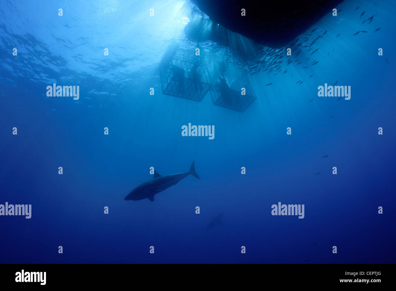 Immersioni a gabbia con il grande squalo bianco, Carcharodon carcharias, Guadalupe, Baja California, Oceano Pacifico, Messico Foto Stock