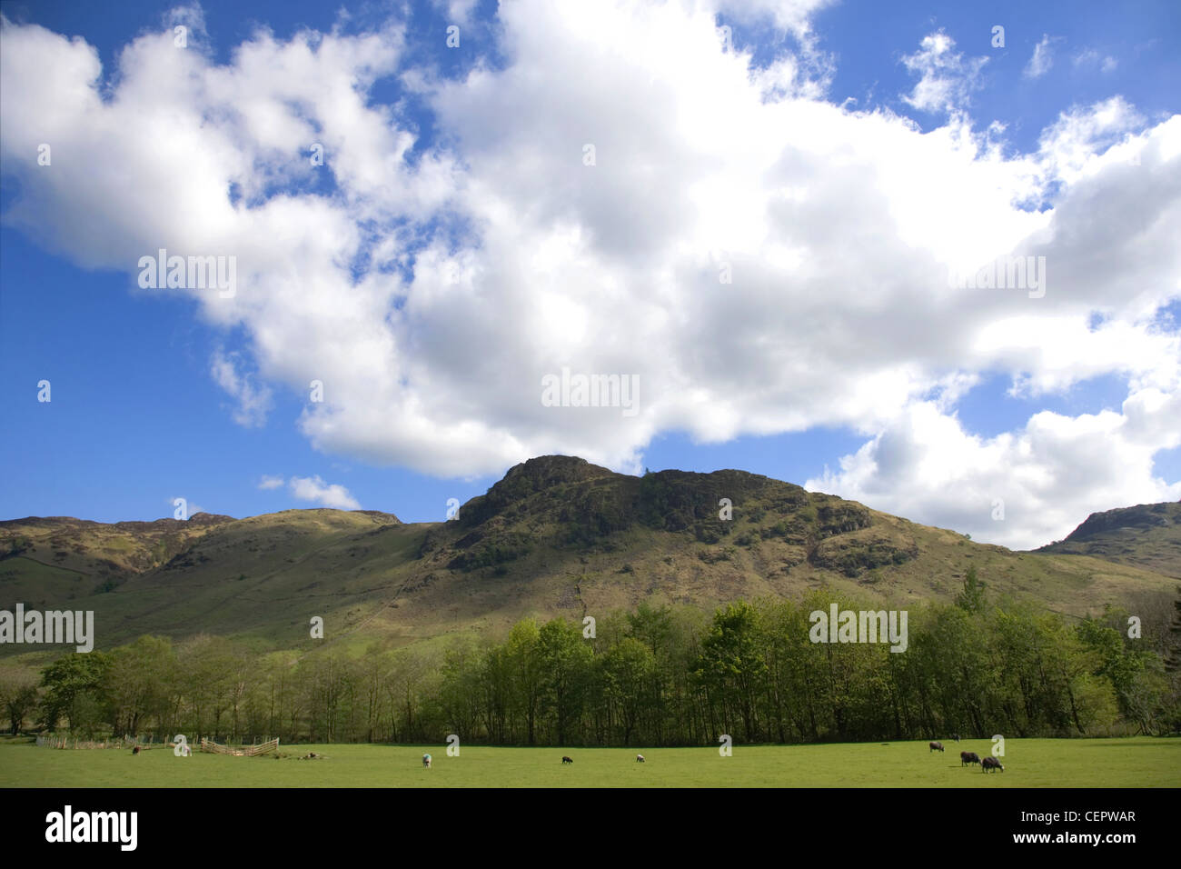 Pecora che pascola in The Langdale valley nel distretto del lago (vicino a Grasmere). Foto Stock