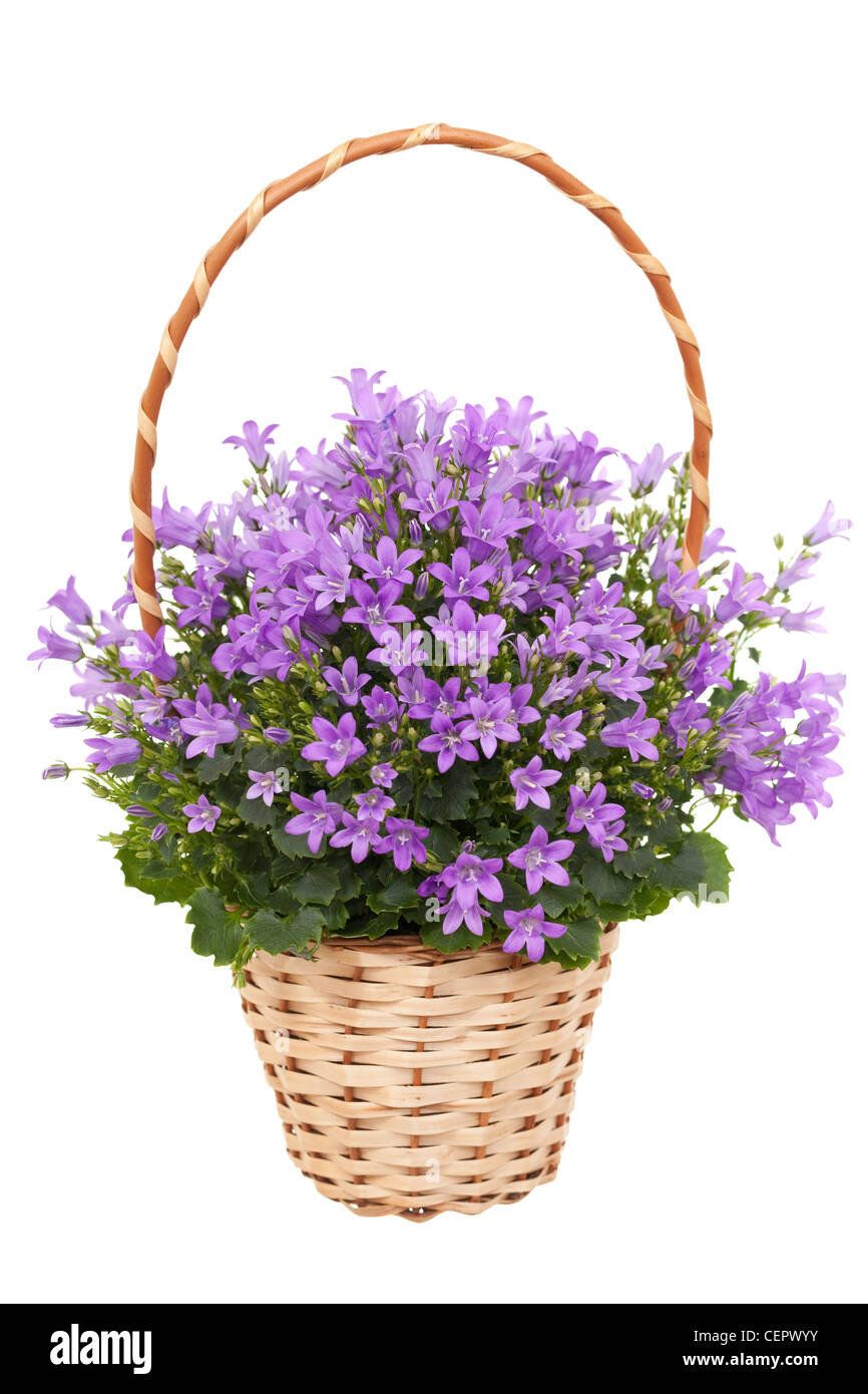 Fiore viola harebell in cesto su bianco Foto Stock