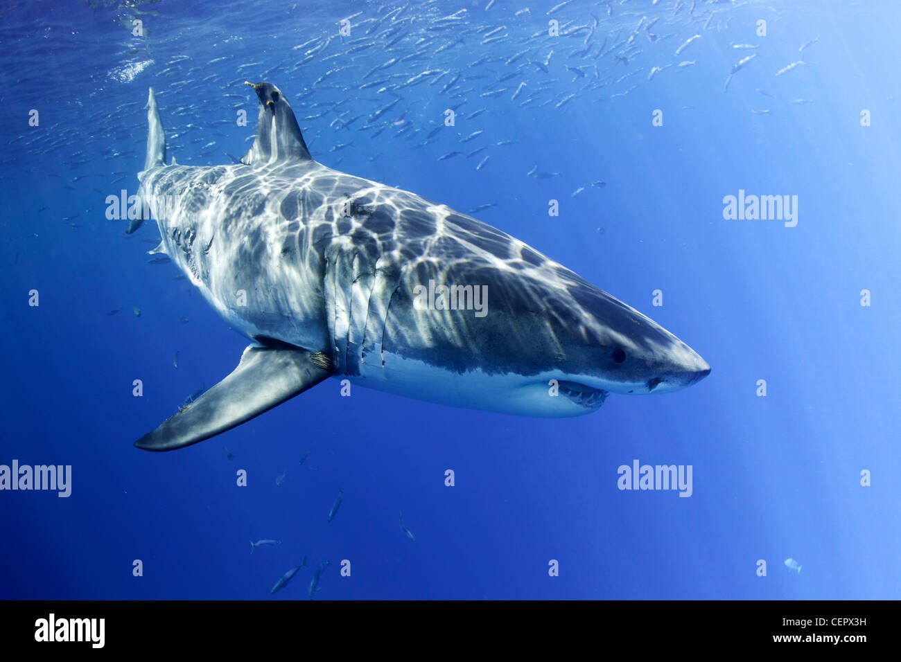Il grande squalo bianco, Carcharodon carcharias, Guadalupe, Baja California, Oceano Pacifico, Messico Foto Stock