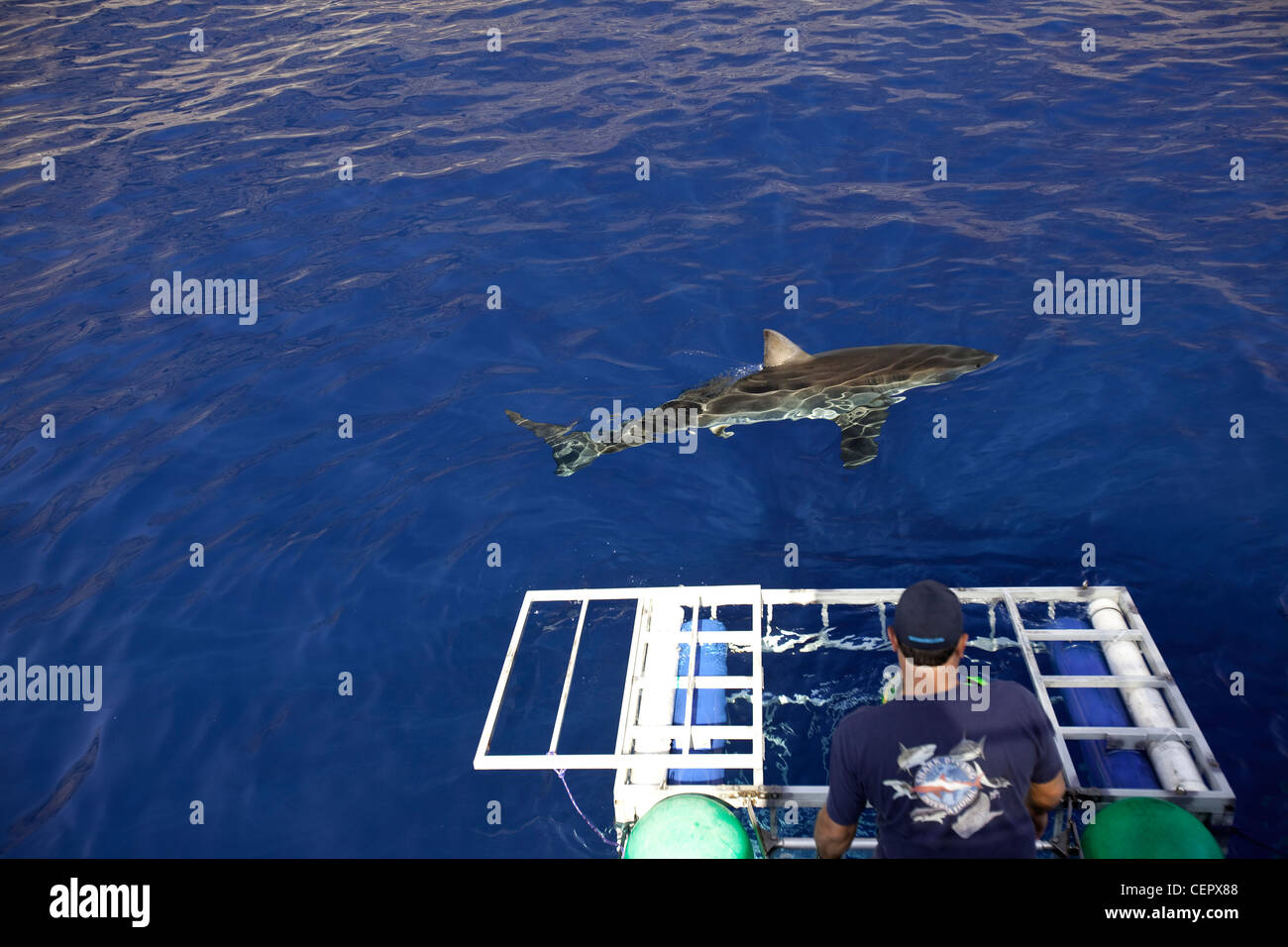 Immersioni a gabbia con il grande squalo bianco, Carcharodon carcharias, Guadalupe, Baja California, Oceano Pacifico, Messico Foto Stock
