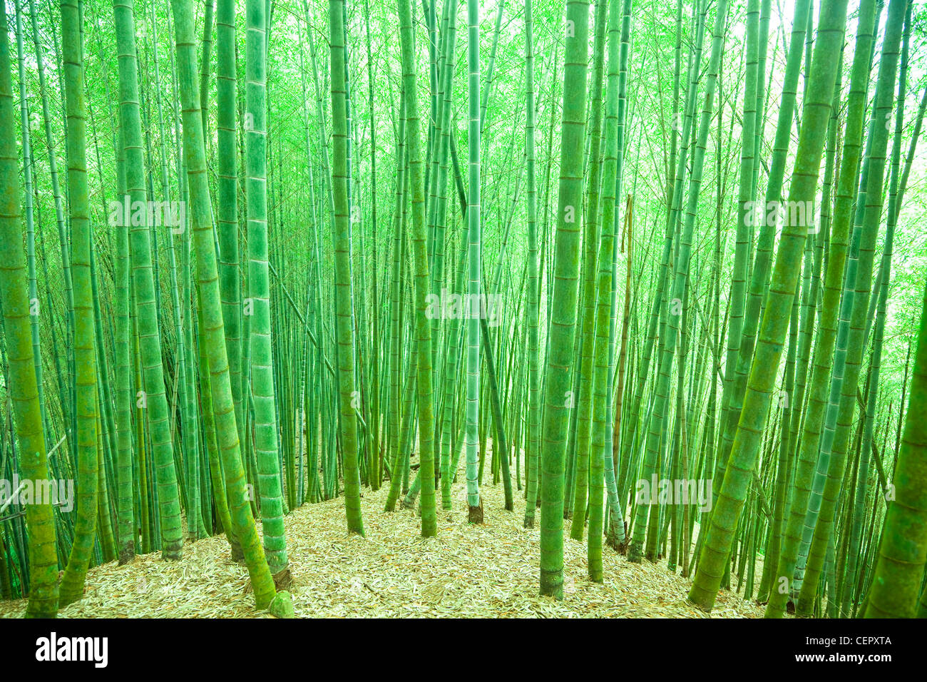 Verde foresta di bamboo Foto Stock