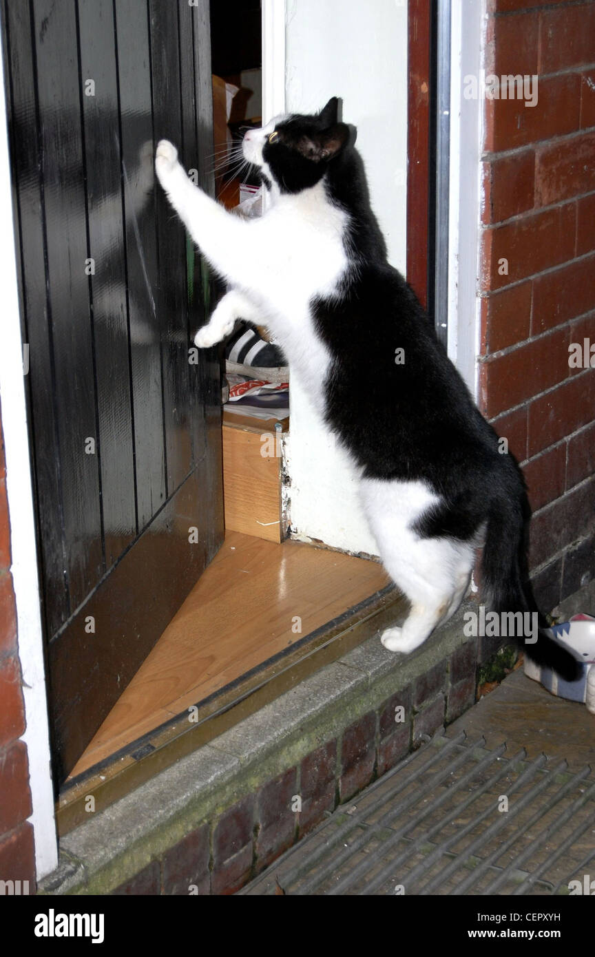 Bianco e nero cat spingendo porta aperta per entrare in casa Foto Stock