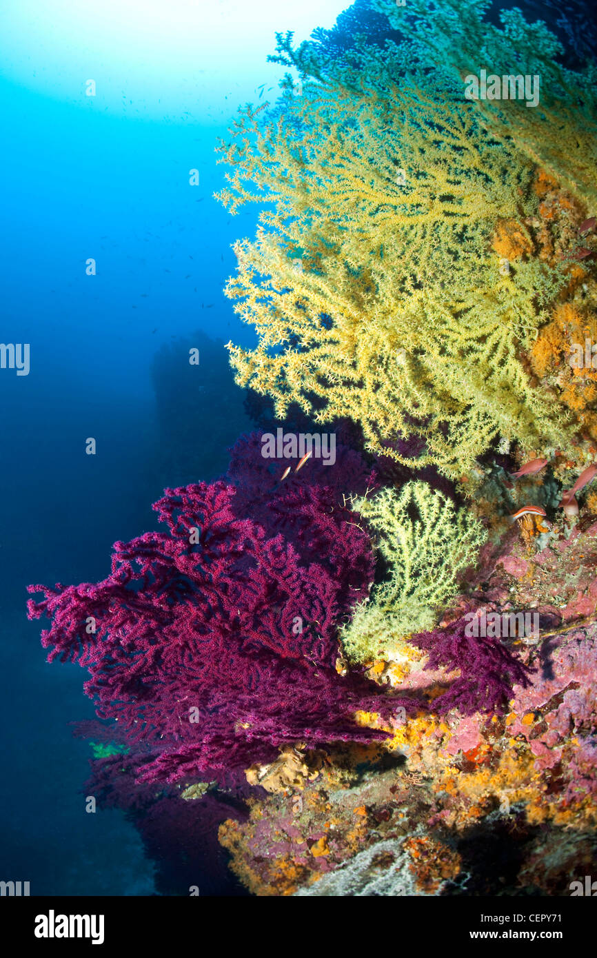 Corallo nero e gorgonie rosse, Gerardia savaglia, Paramuricea clavata, Isola di Vis, Mare Adriatico, Croazia Foto Stock