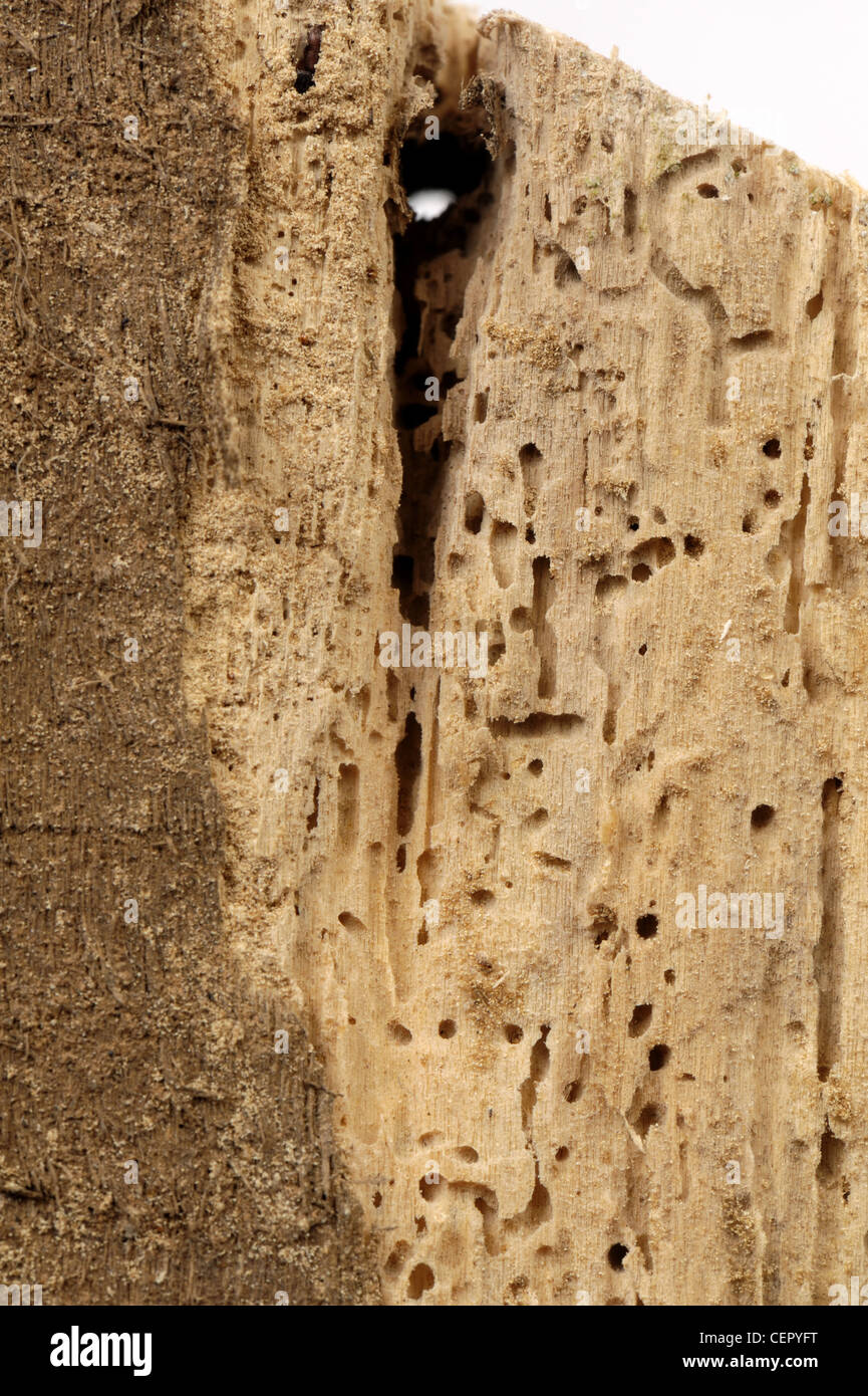 Danni al legname causato da gravi tarli (Anobium punctatum) infestazione Foto Stock