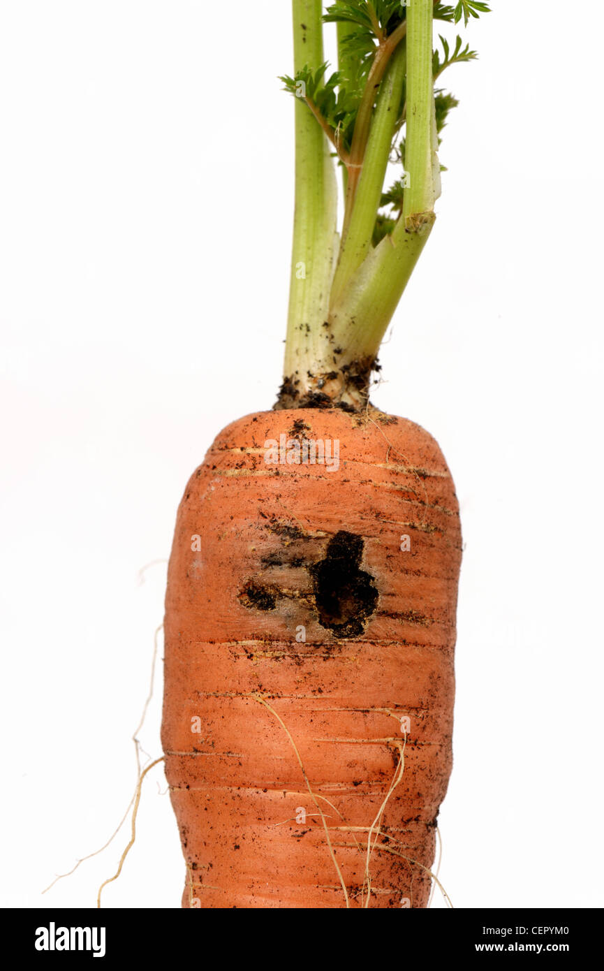 Danni a una radice di carota causato dalla formazione di grumi Foto Stock