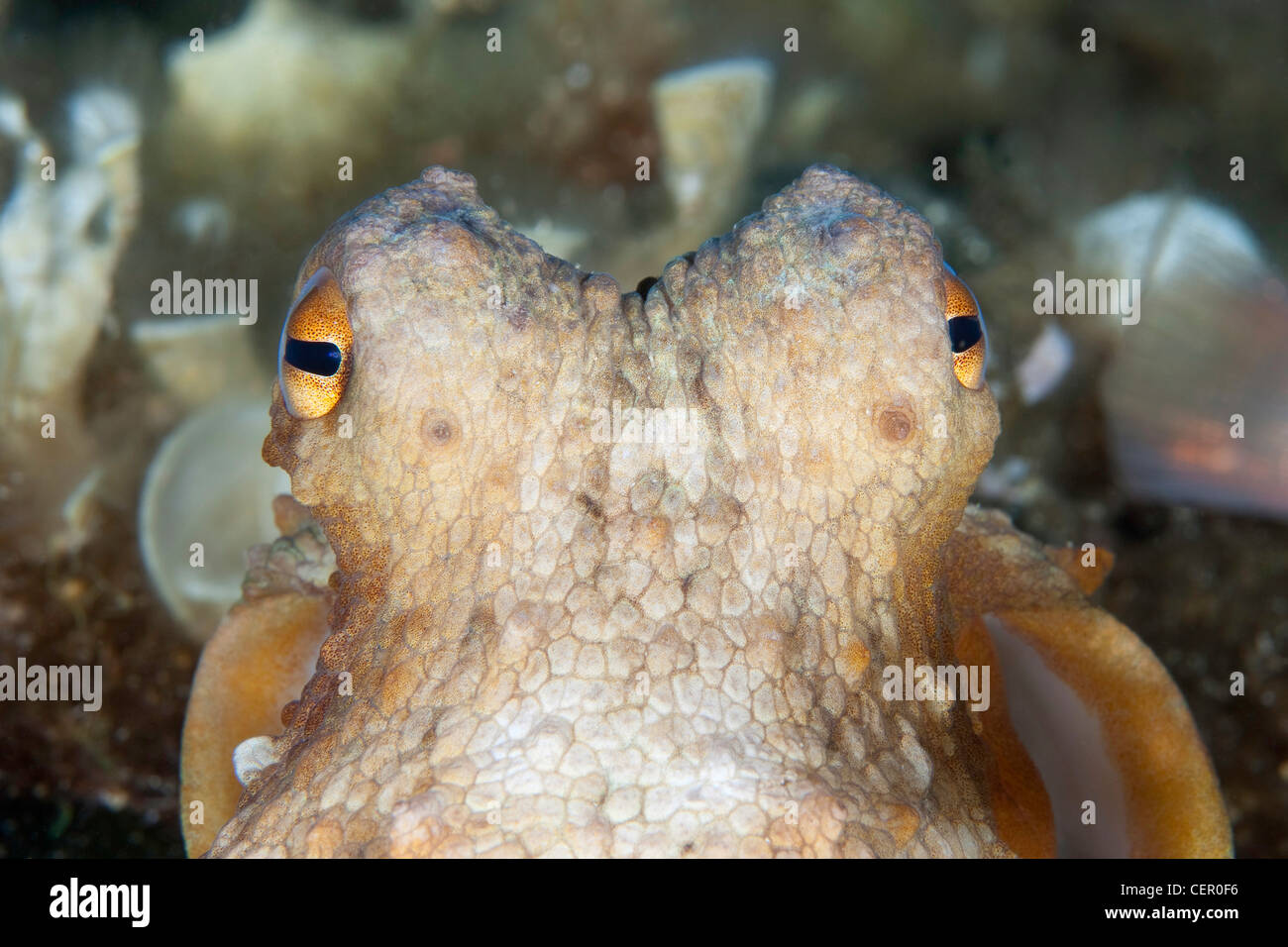 Gli occhi del polpo, Octopus vulgaris, Isola di Vis, Mare Adriatico, Croazia Foto Stock