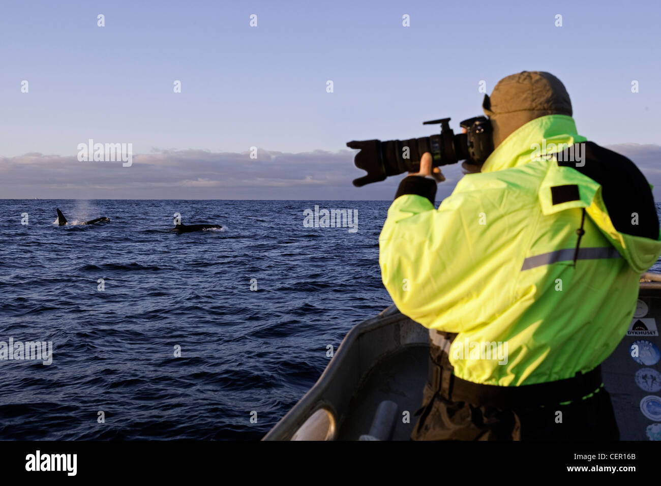 Avvistamento Balene Killer Whale Orca, Orcinus orca, Oceano Atlantico, Norvegia Foto Stock