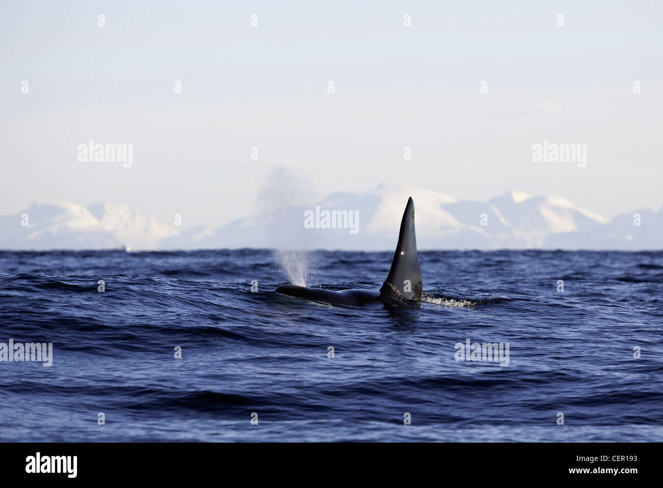 Killer Whale Orca sulla superficie dell'acqua, Orcinus orca, Oceano Atlantico, Norvegia Foto Stock