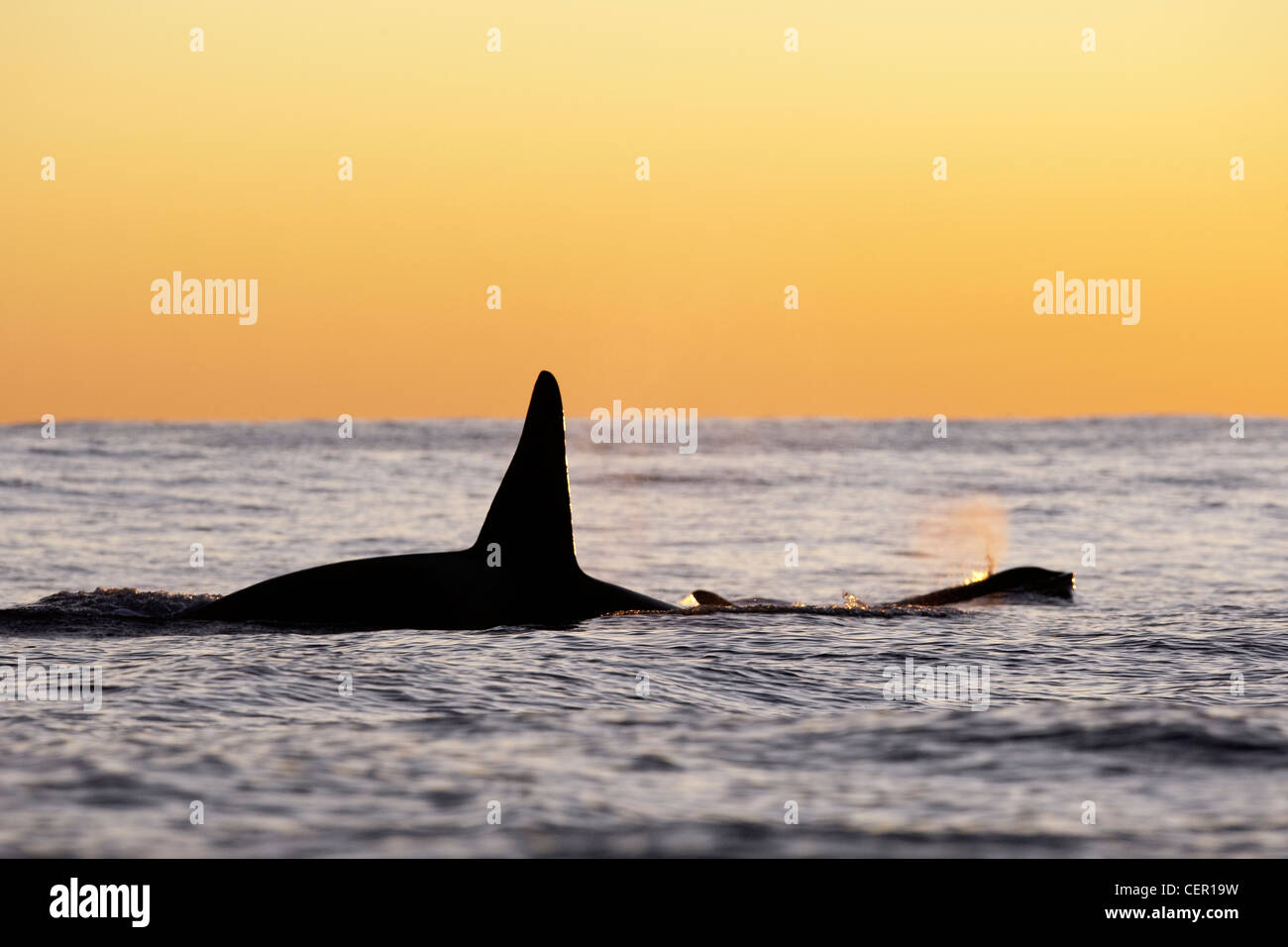 Killer Whale Orca sulla superficie dell'acqua, Orcinus orca, Oceano Atlantico, Norvegia Foto Stock