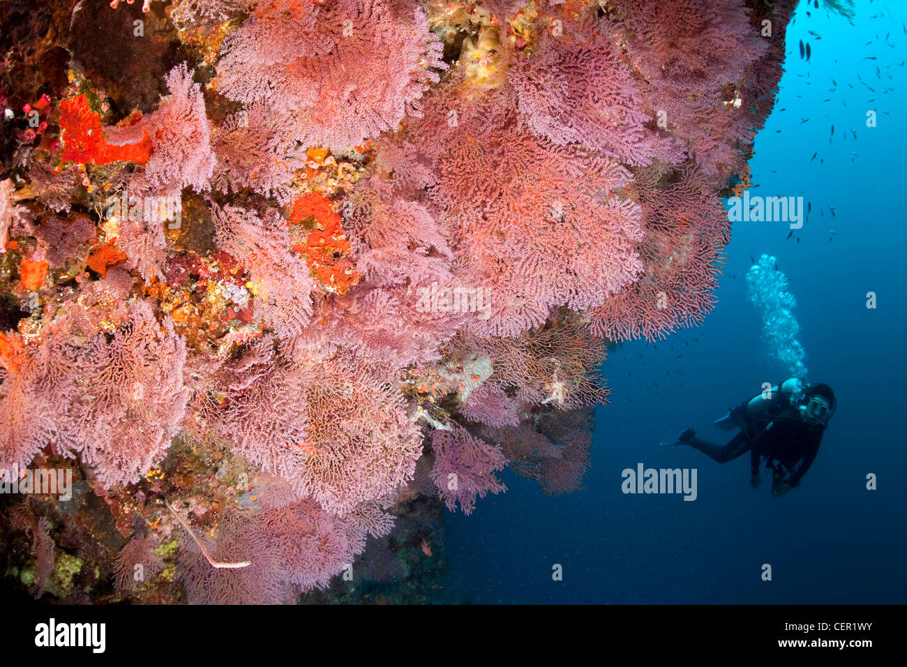 Scuba Diver e rosa ventola Gorgonia, Acabaria sp., di Tubbataha Reef, Mare di Sulu, Filippine Foto Stock