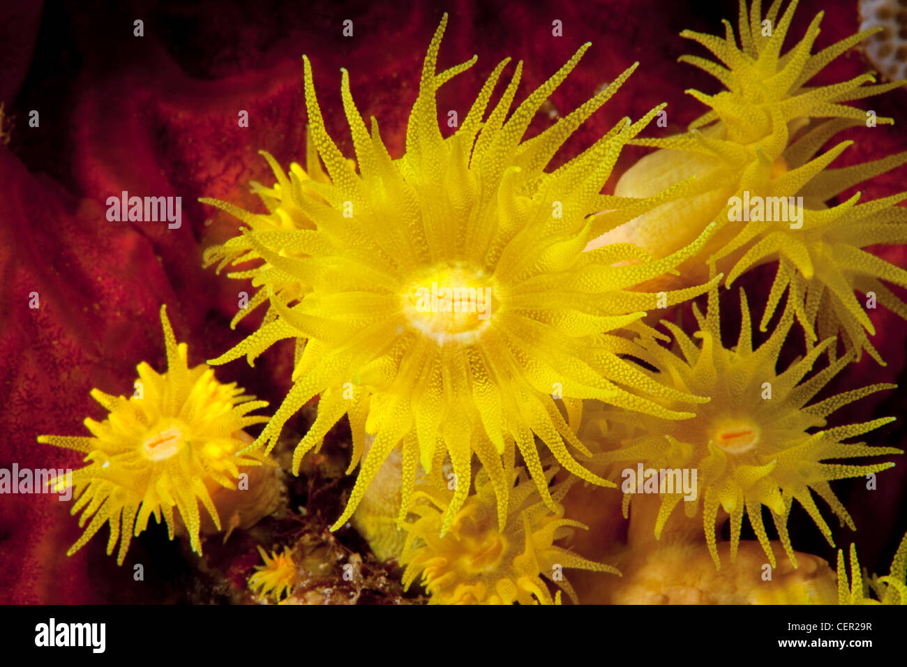 Grotta di giallo corallo, Tubastrea faulkneri, di Tubbataha Reef, Mare di Sulu, Filippine Foto Stock