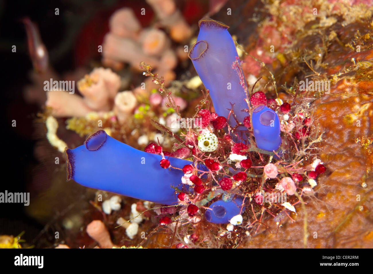 Blue Ascidian in Coral Reef, Rhopalaea sp., di Tubbataha Reef, Mare di Sulu, Filippine Foto Stock